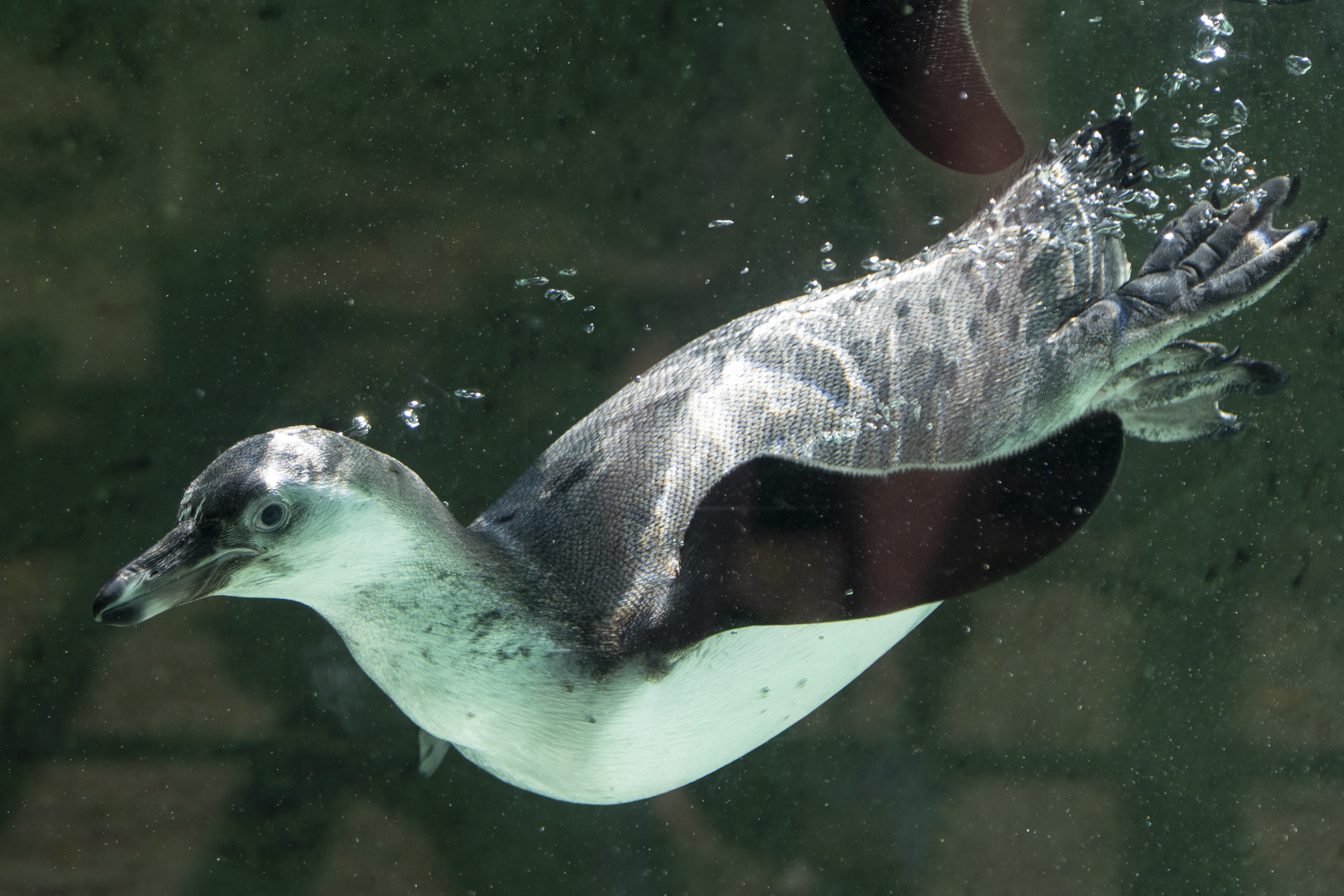 Humboldt penguin underwater