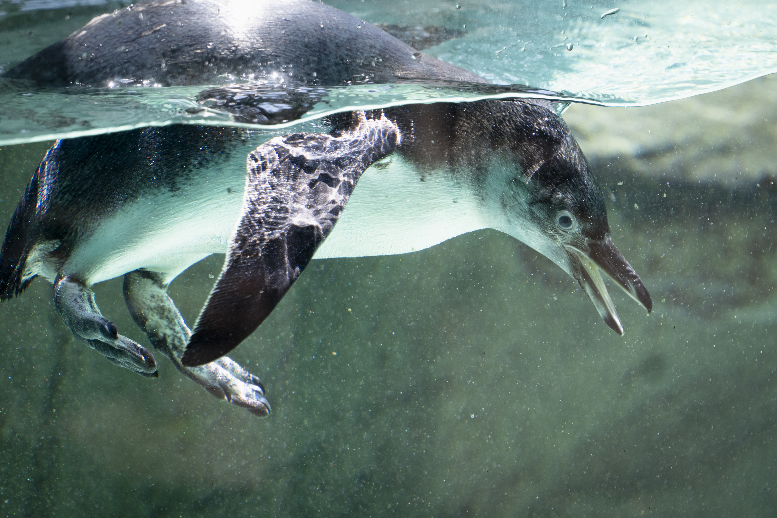 Humboldt penguin underwater