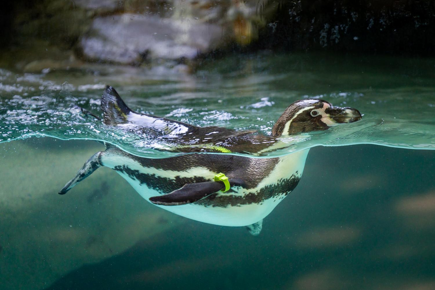 Humboldt penguin