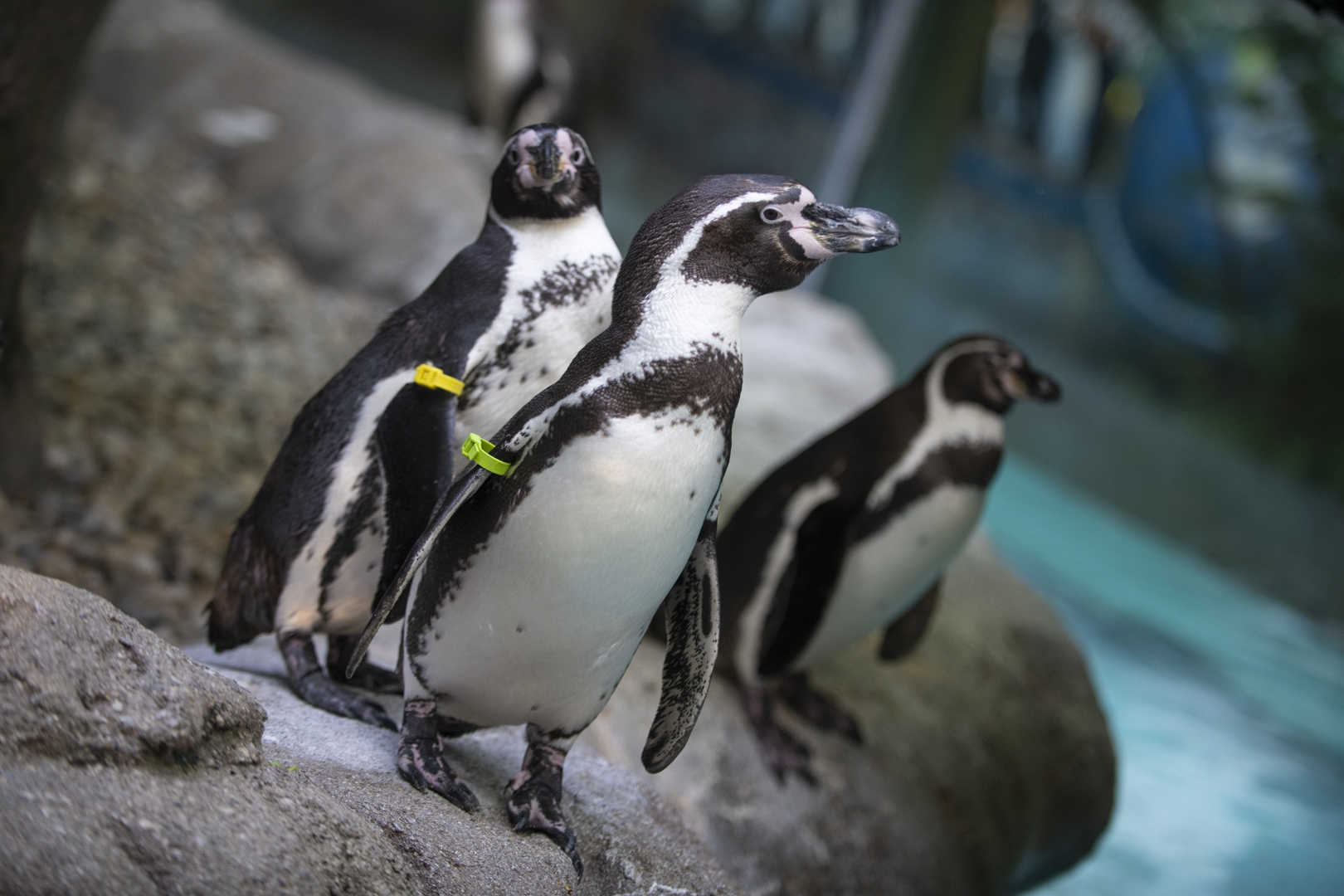 Humboldt penguins at the Columbus Zoo