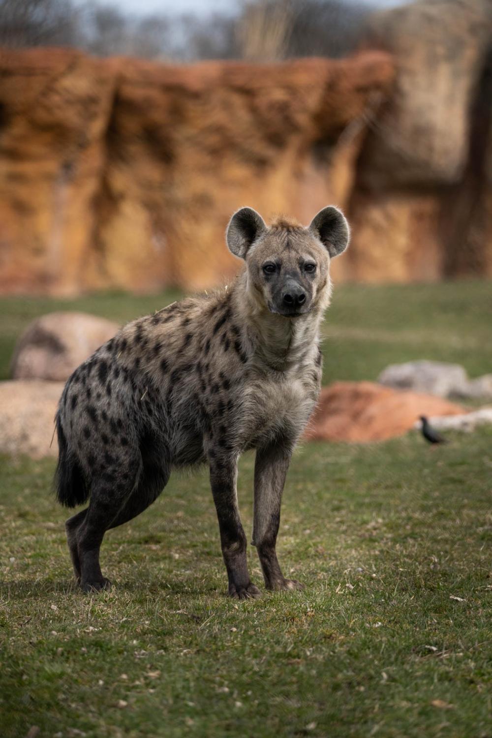 hyena at the Columbus Zoo