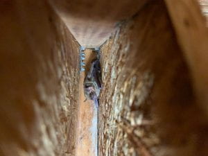 bat in corner