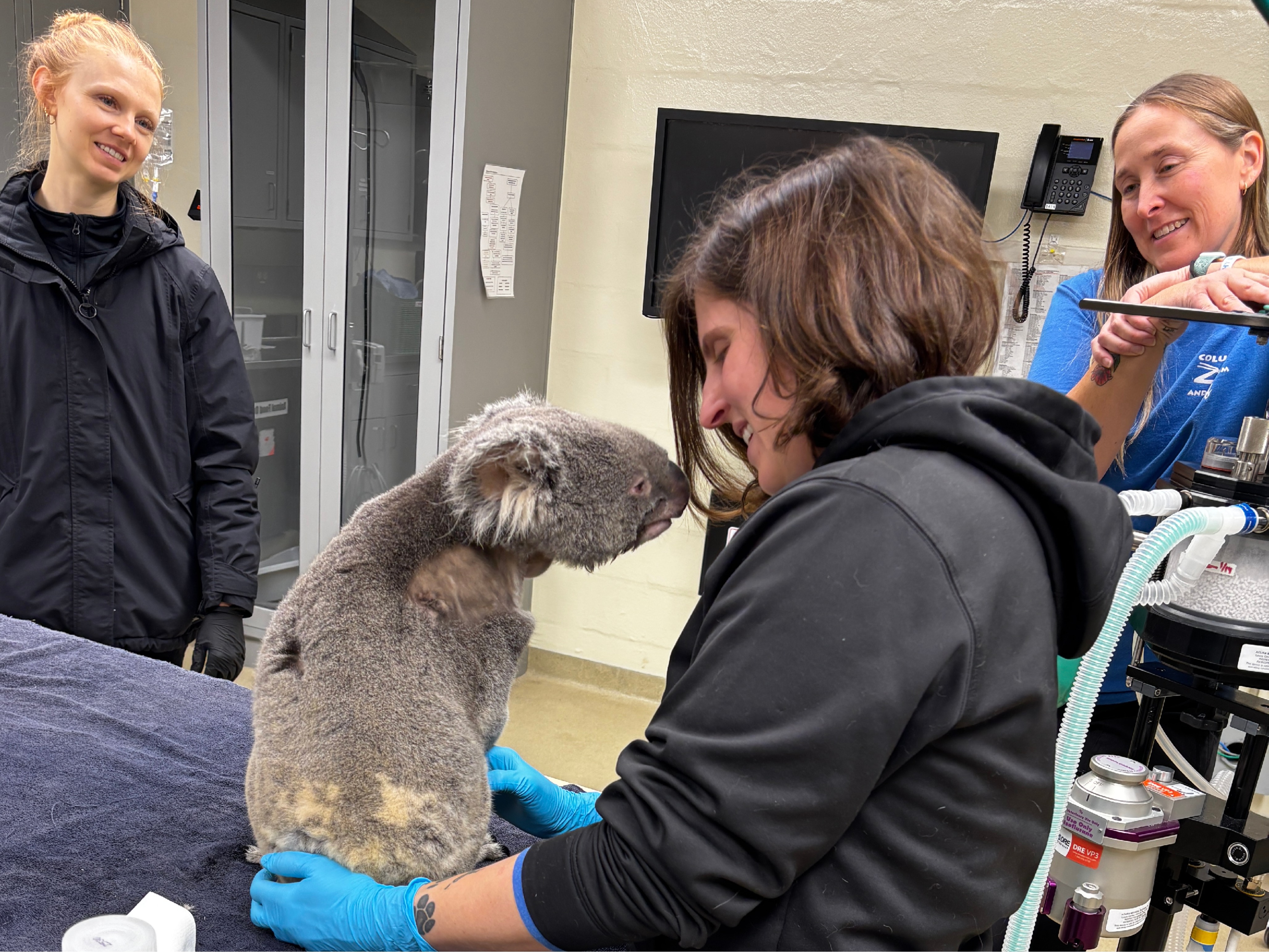 Koala and keepers