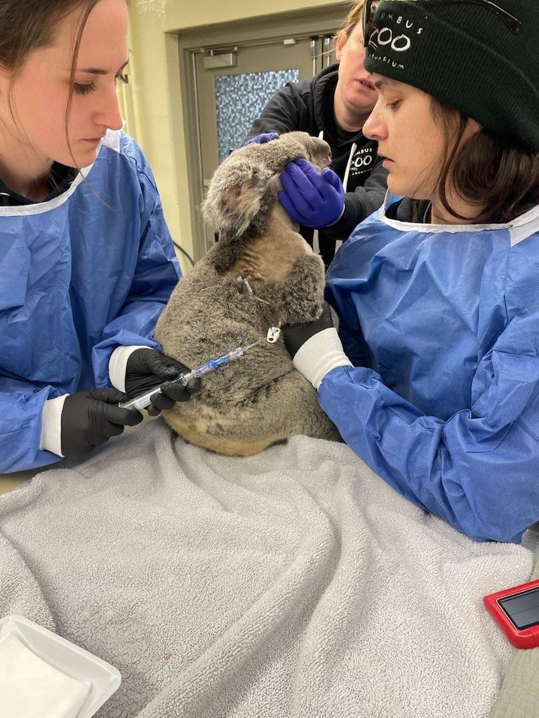 koala receiving chemo
