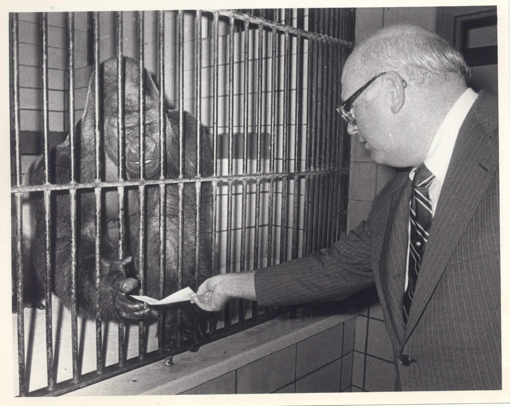 man handing something to gorilla
