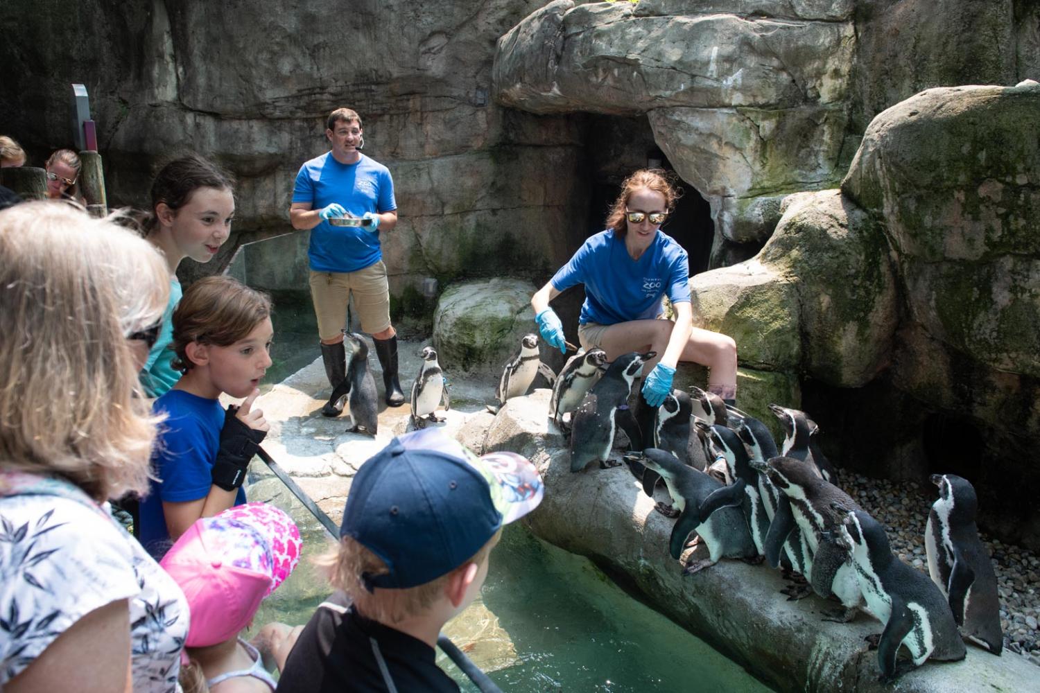 keepers and penguins with crowd at zoo