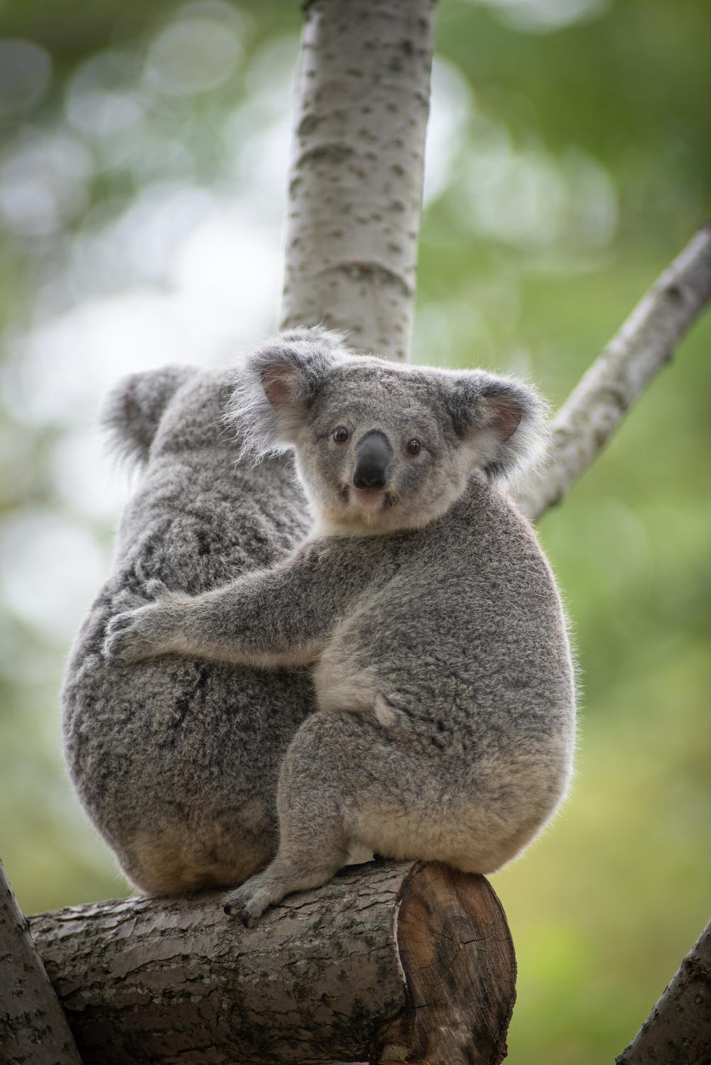 koalas on tree