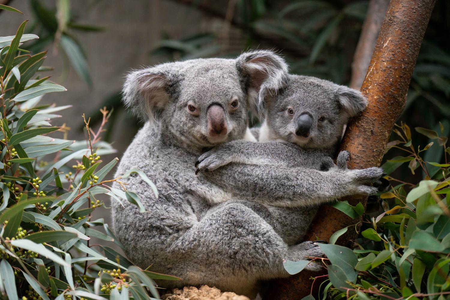 two koalas snuggling in tree