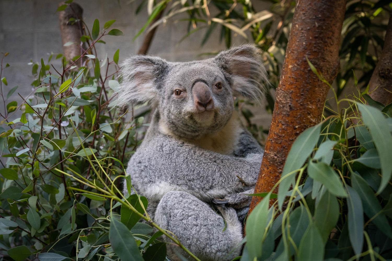 koala in tree