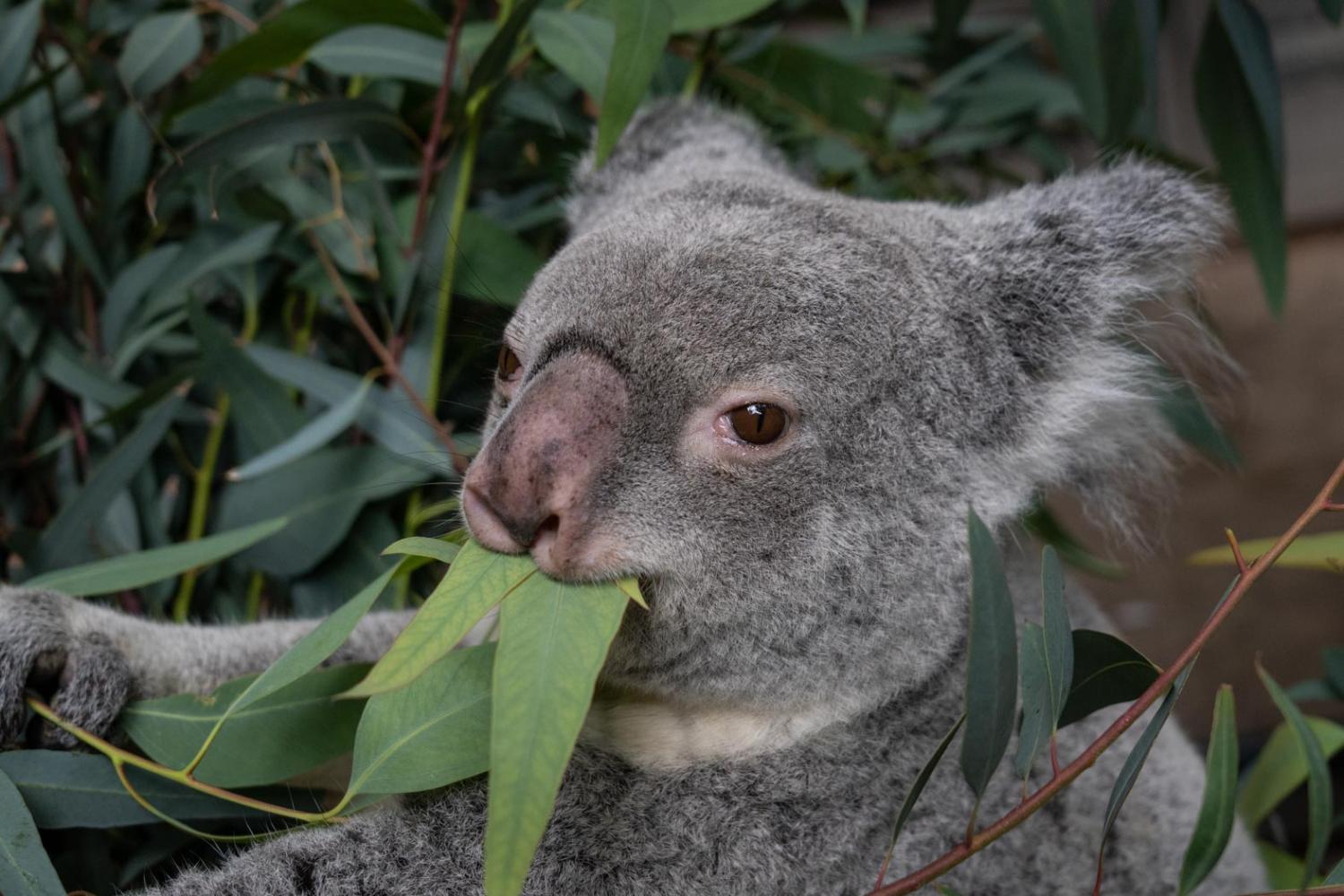 koala eating eucalyptus