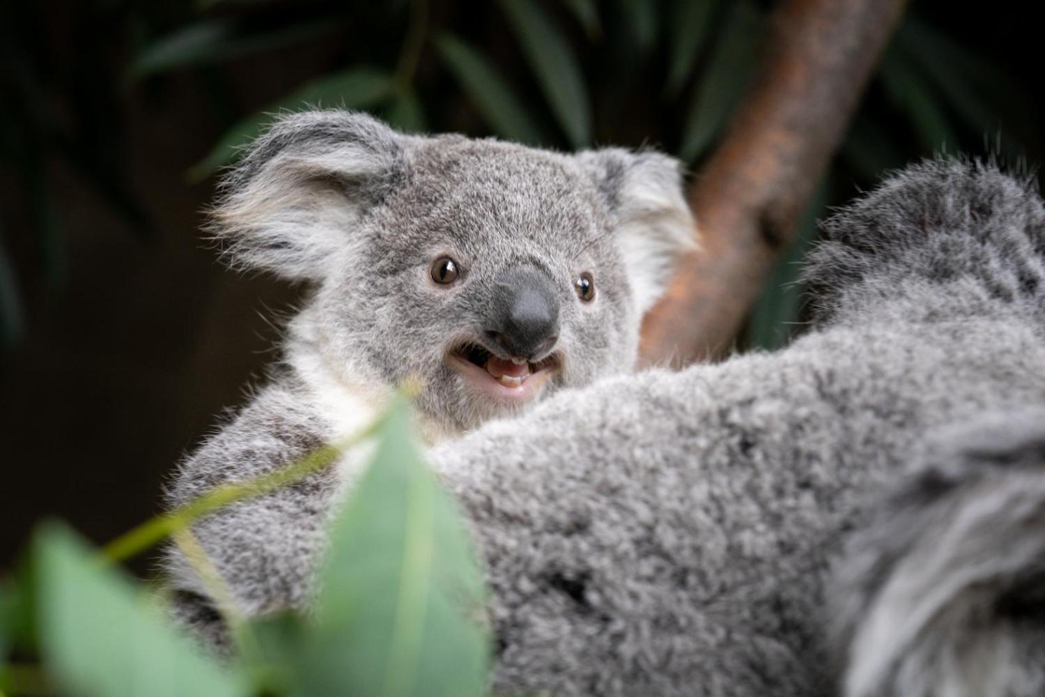 koala in tree