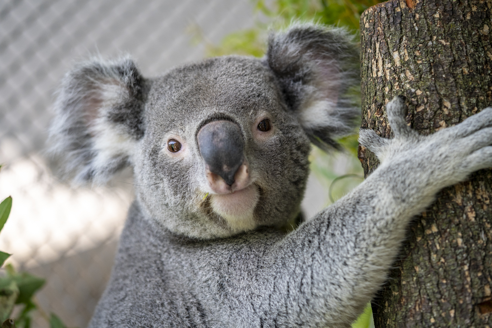 koala in tree