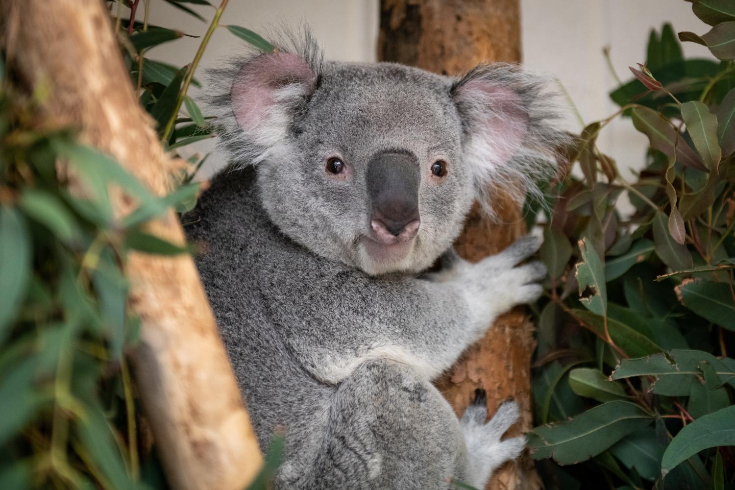 koala in tree