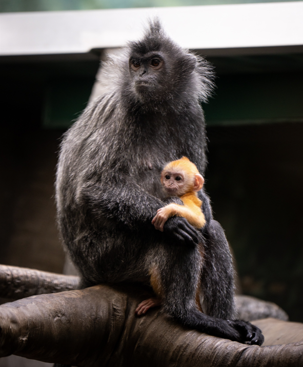 langur monkeys