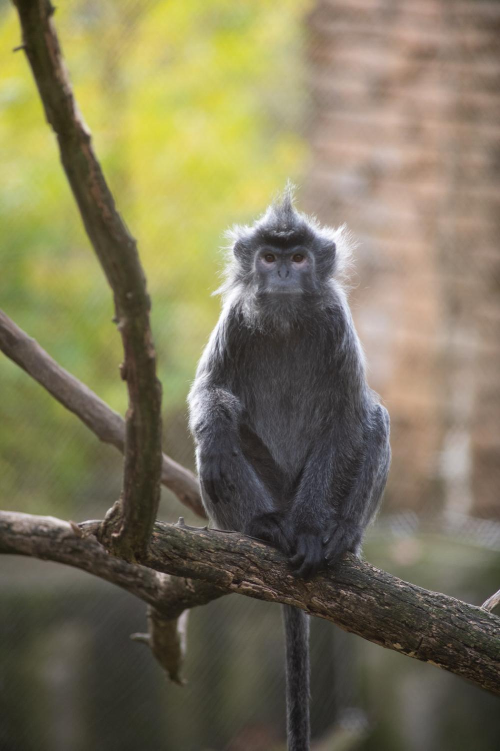 Langur