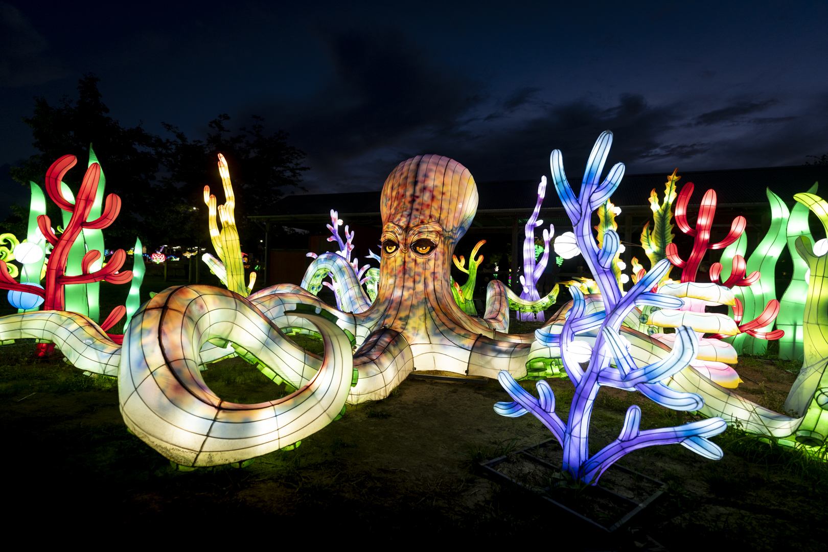 zoo lanterns