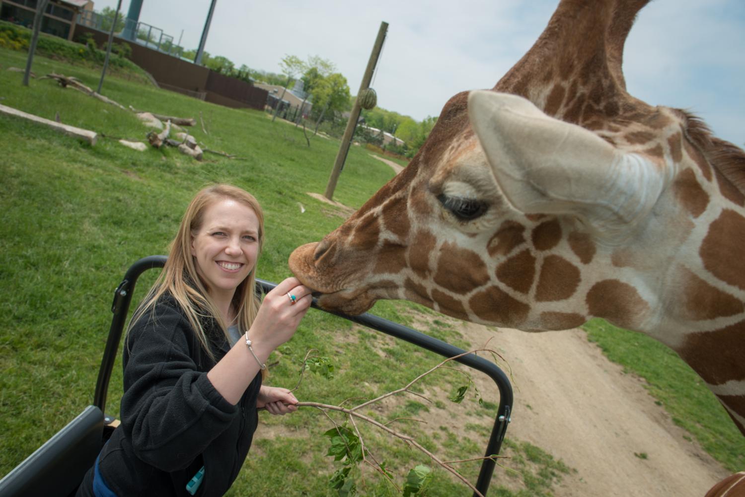 Laura Straka feeding giraffe