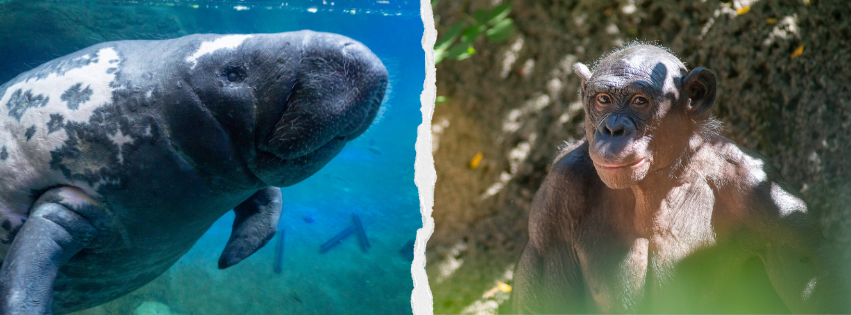 manatee and bonobo