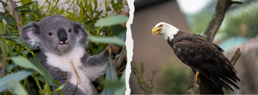 koala and bald eagle