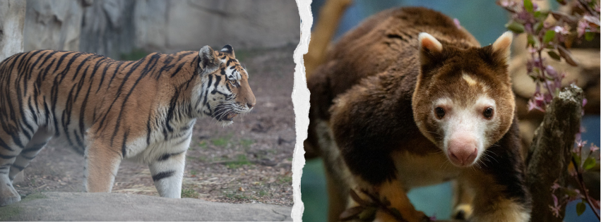 tiger and tree kangaroo