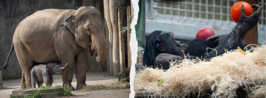 elephants and bonobos