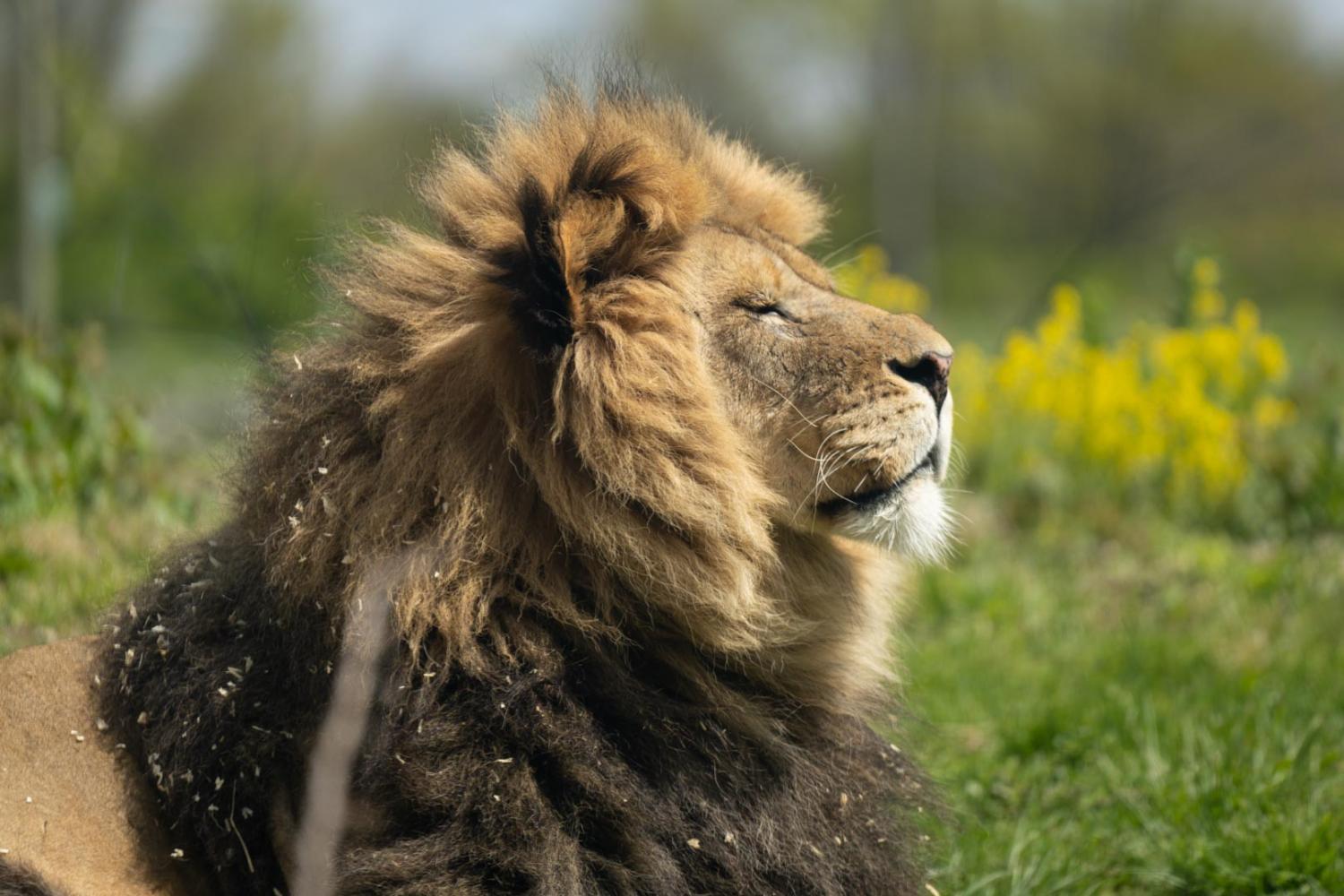 Profile image of male African lion's head
