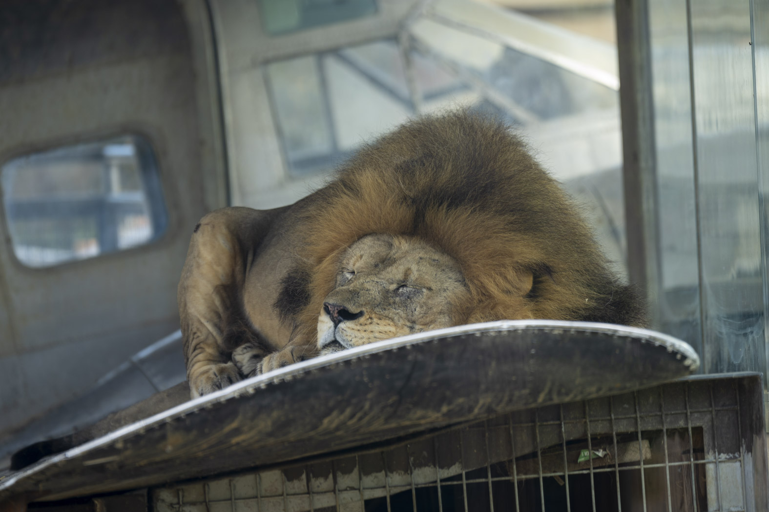 lion sleeping at zoo
