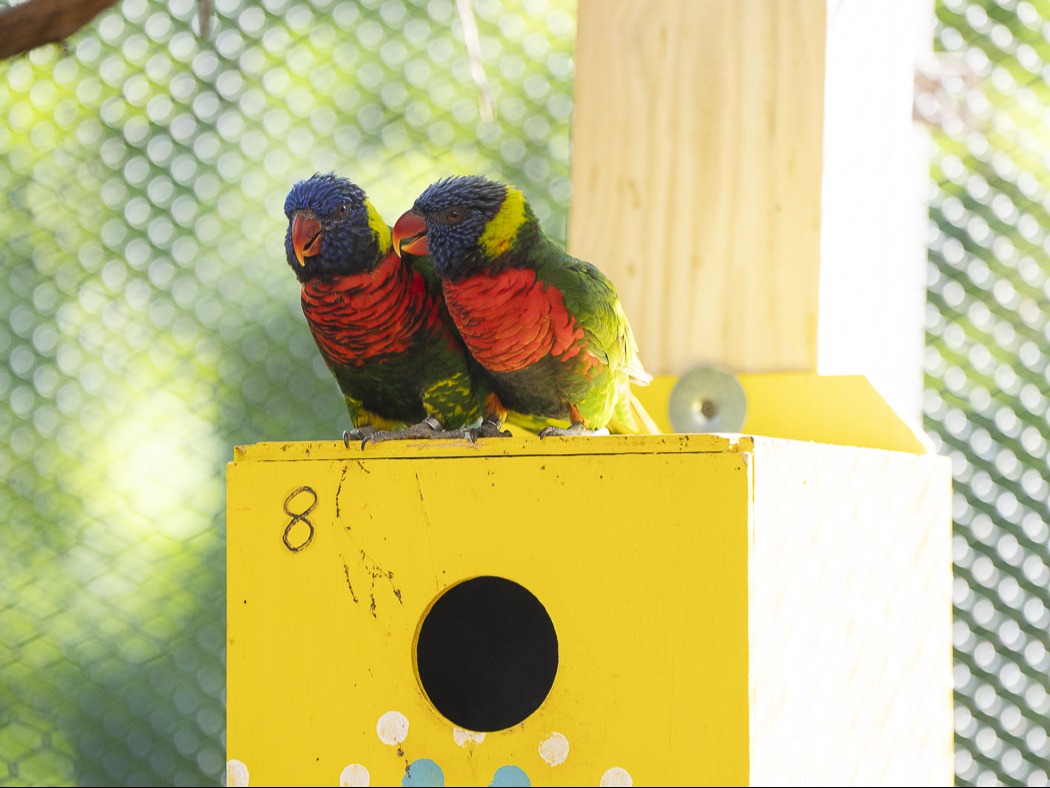 lorikeets in zoo habitat