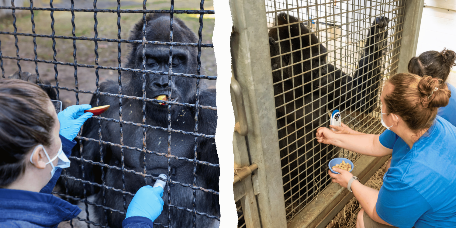 two gorillas receiving cardiac monitoring