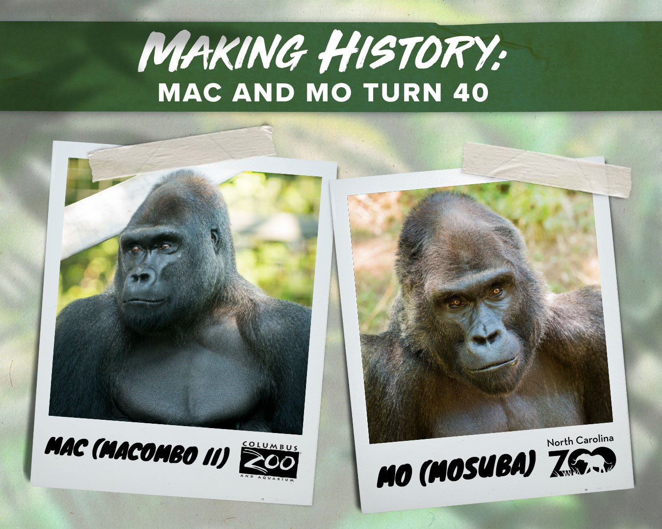 birthday graphic for two gorillas