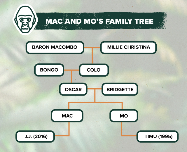family tree graphic