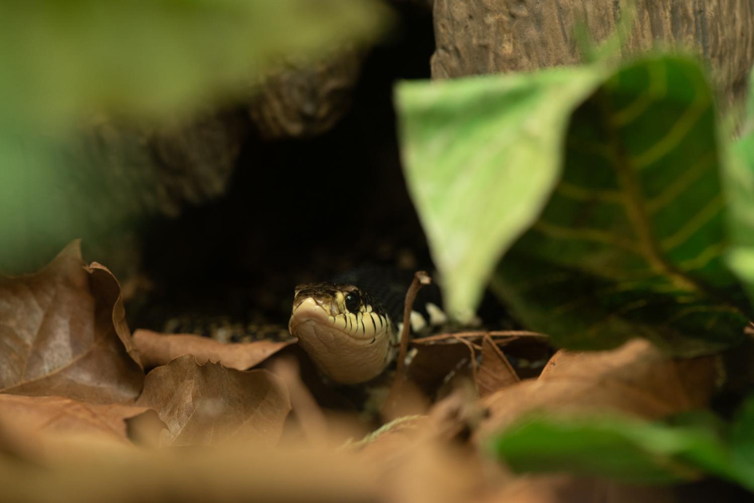 snake in leaves