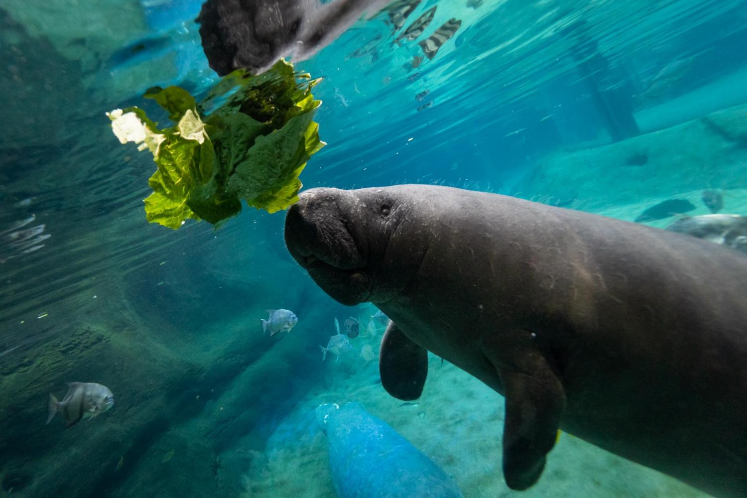 manatee eating lettuce