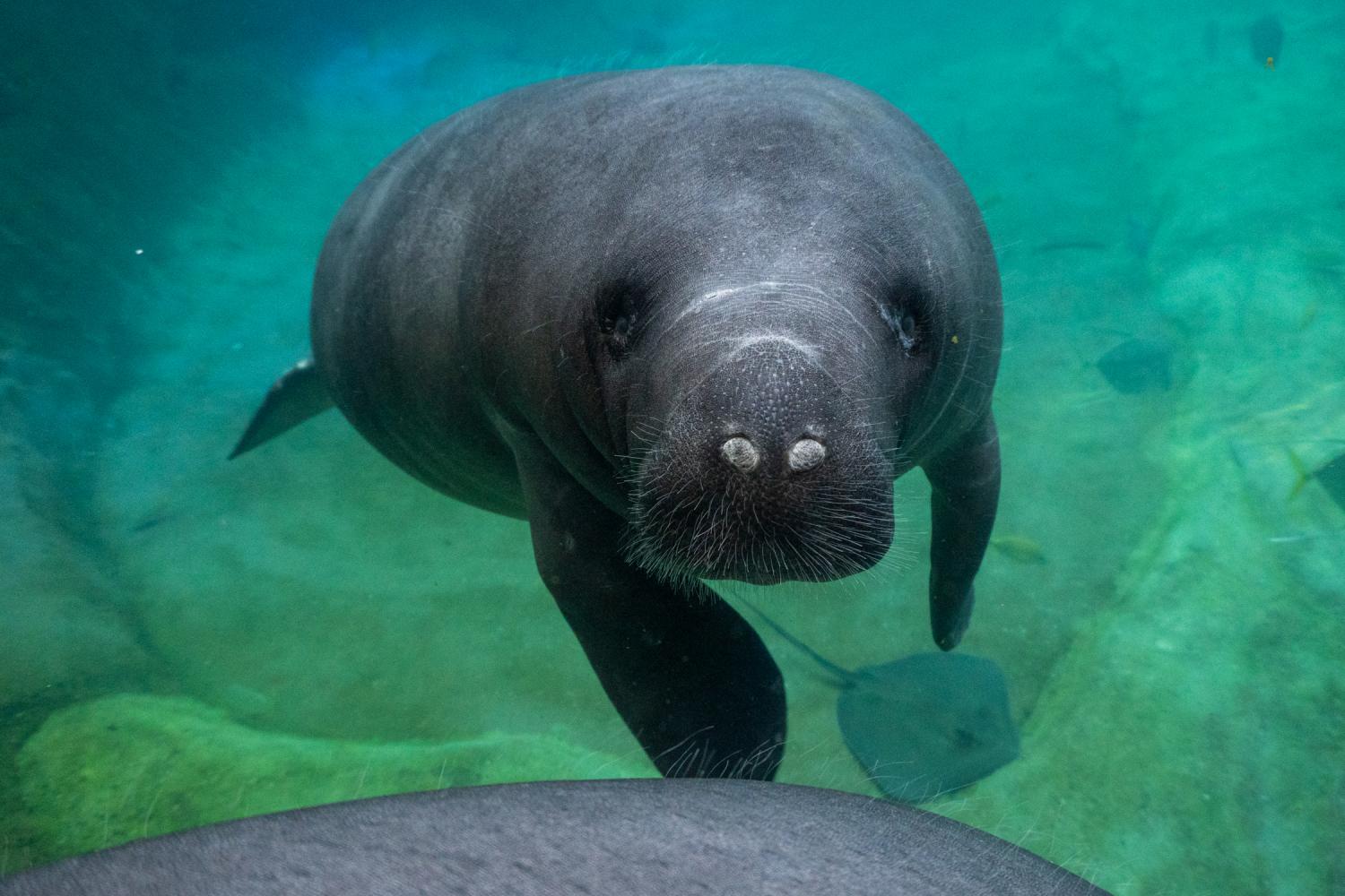 Scampi the manatee swimming in water