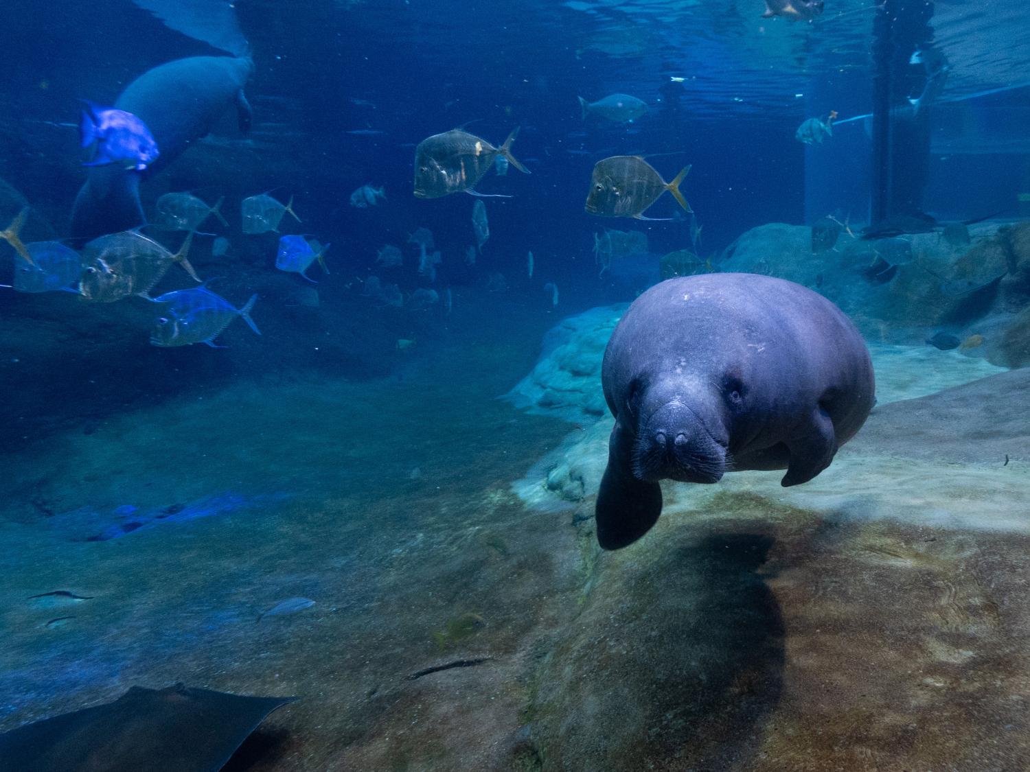 manatee and fish in water