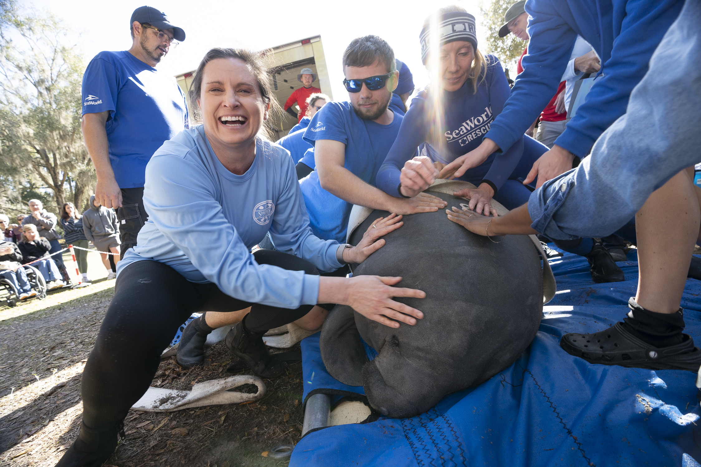 manatee release in Florida