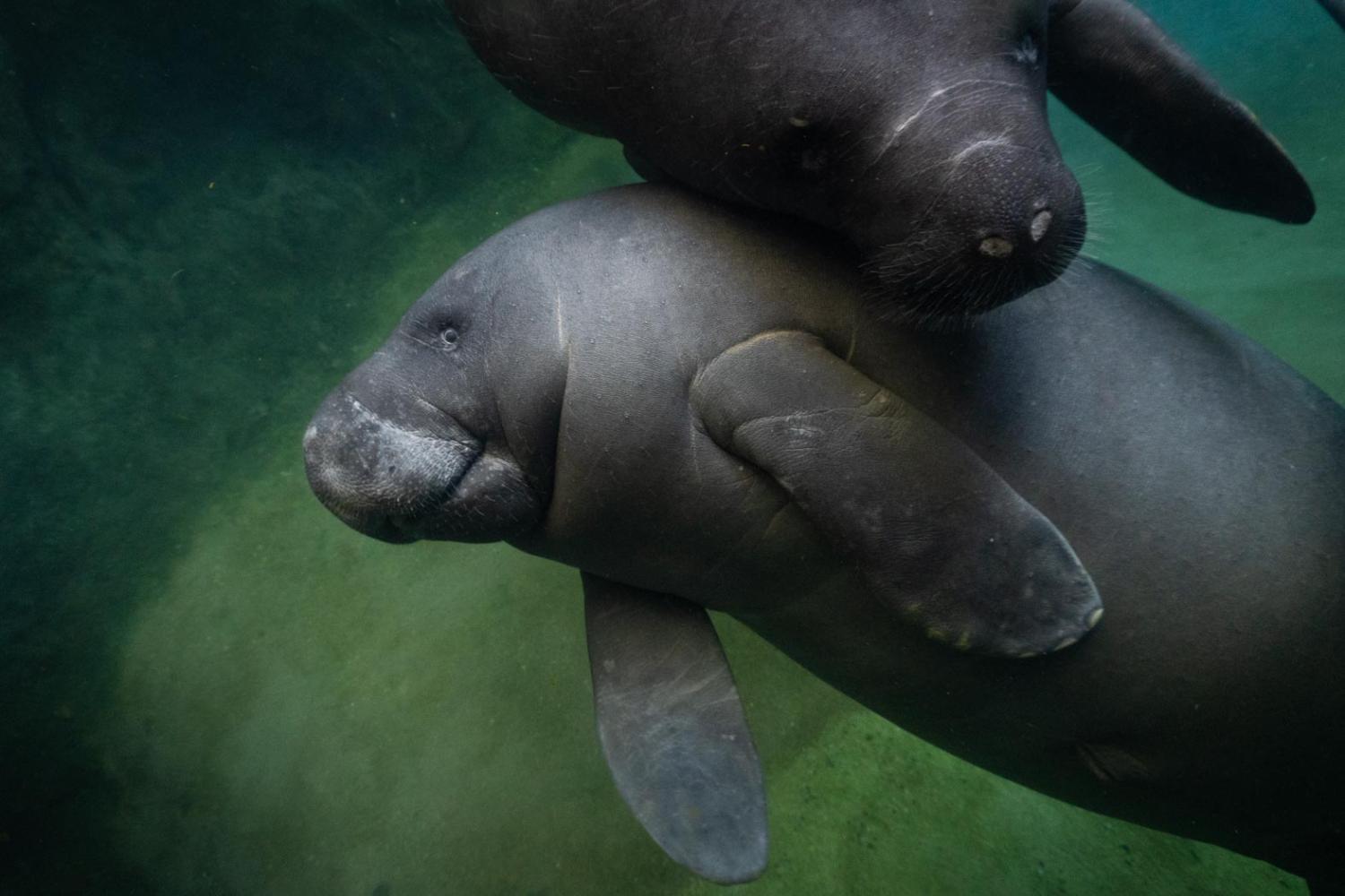 Manatee Einstein