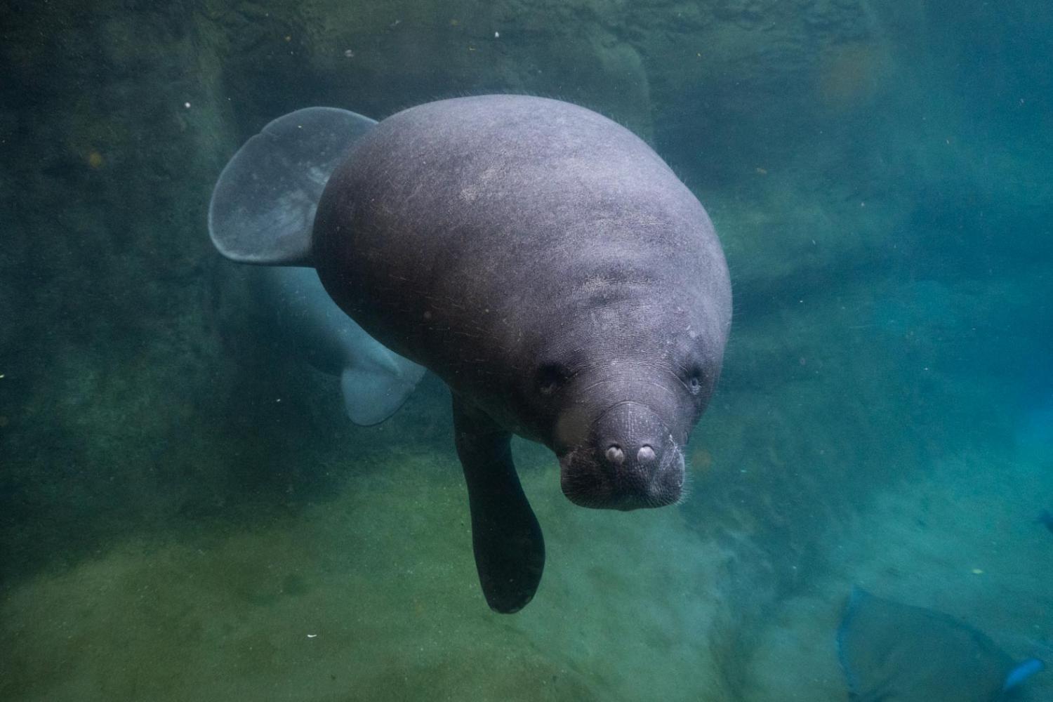 Manatee Squirrel