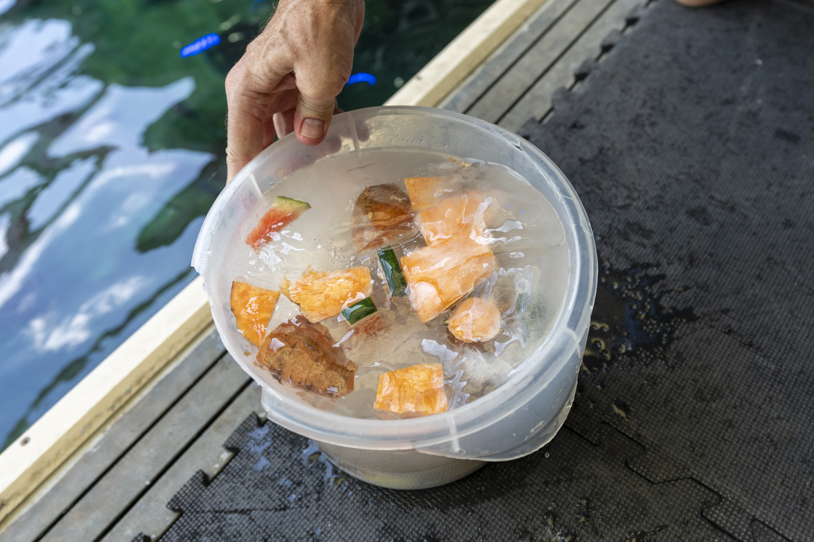 frozen food for manatees
