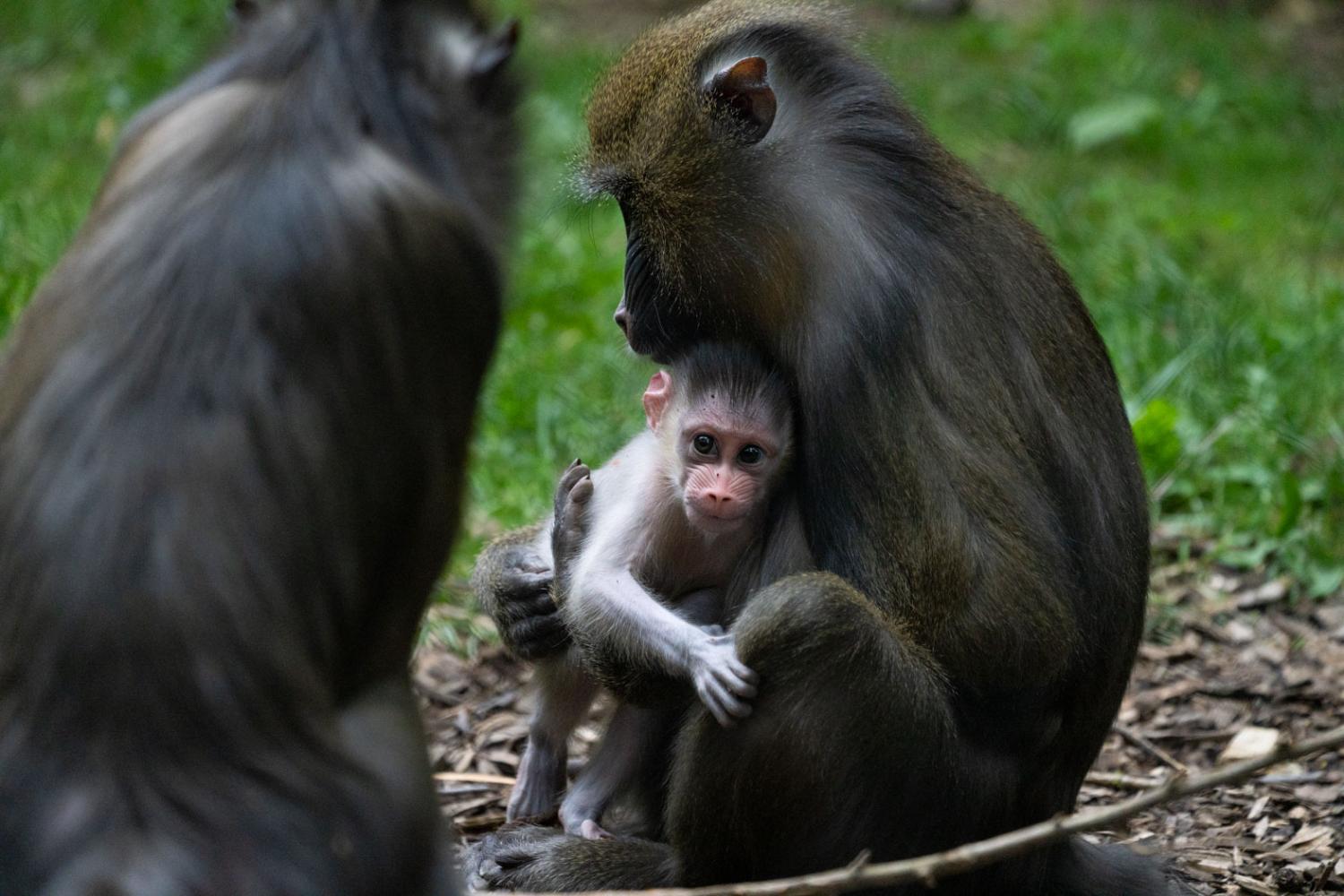 baby mandrill and mother