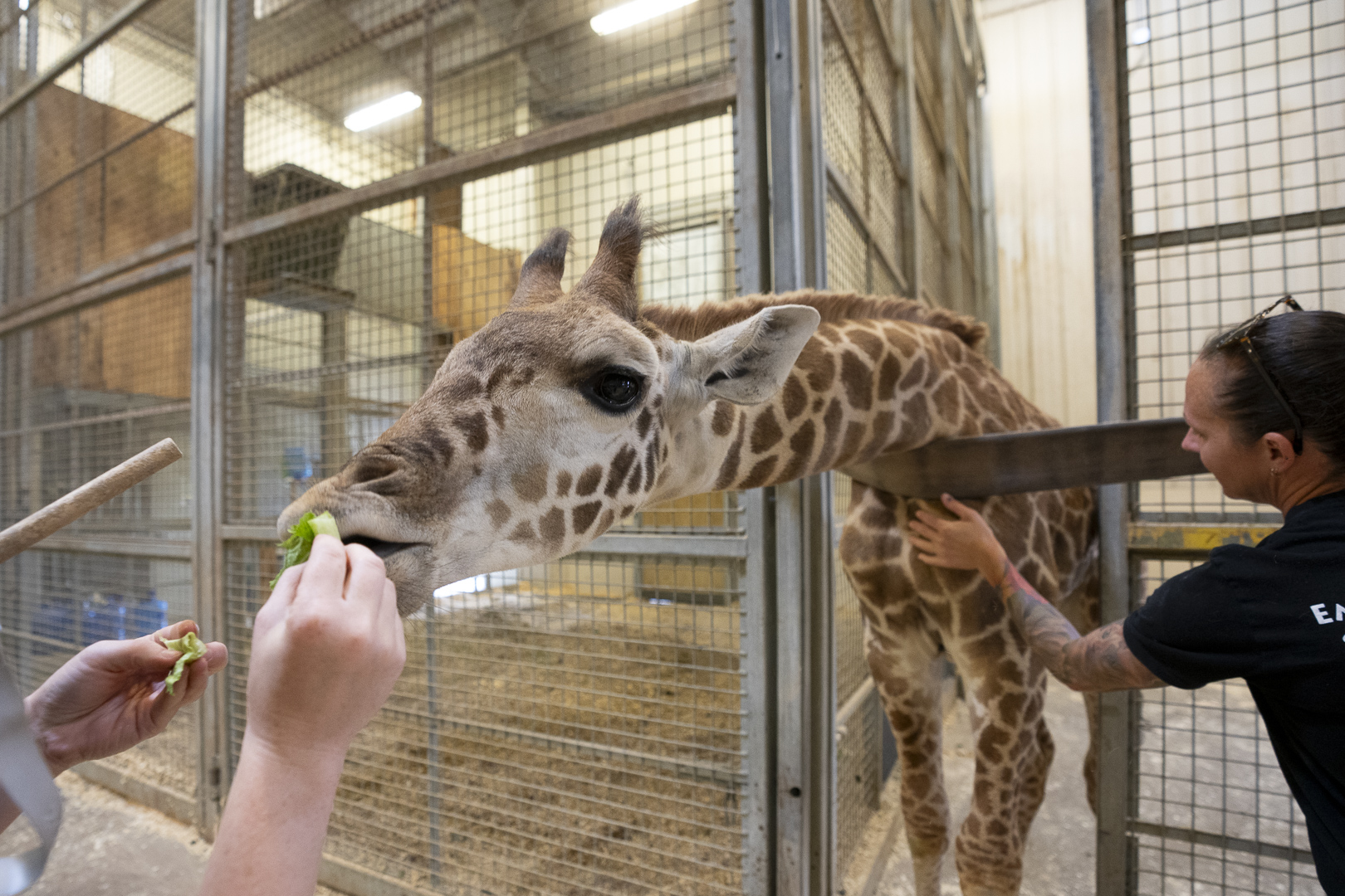 giraffe training at columbus zoo