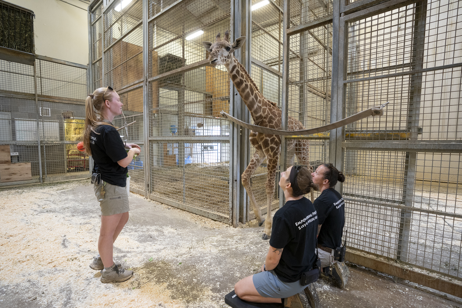 zoo team training with giraffe