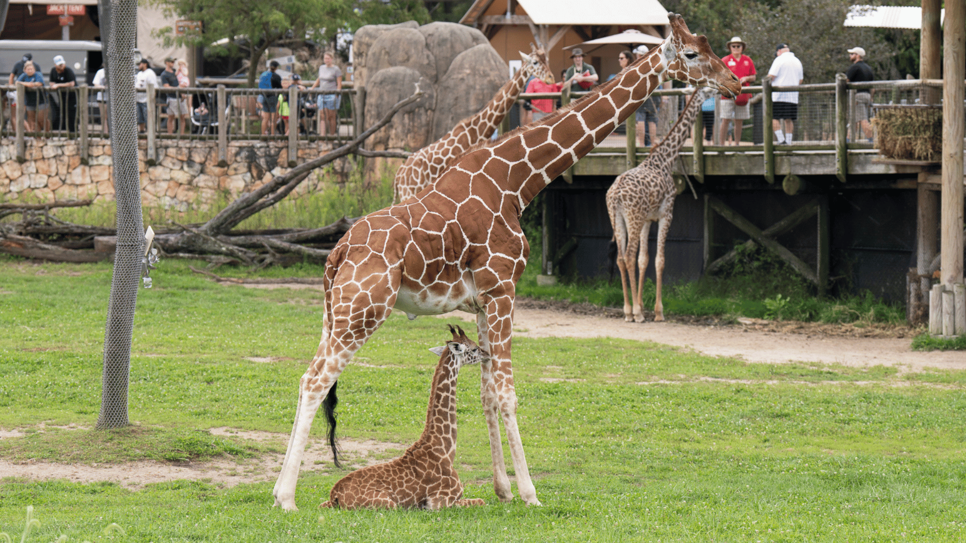 mother giraffe with baby underneath