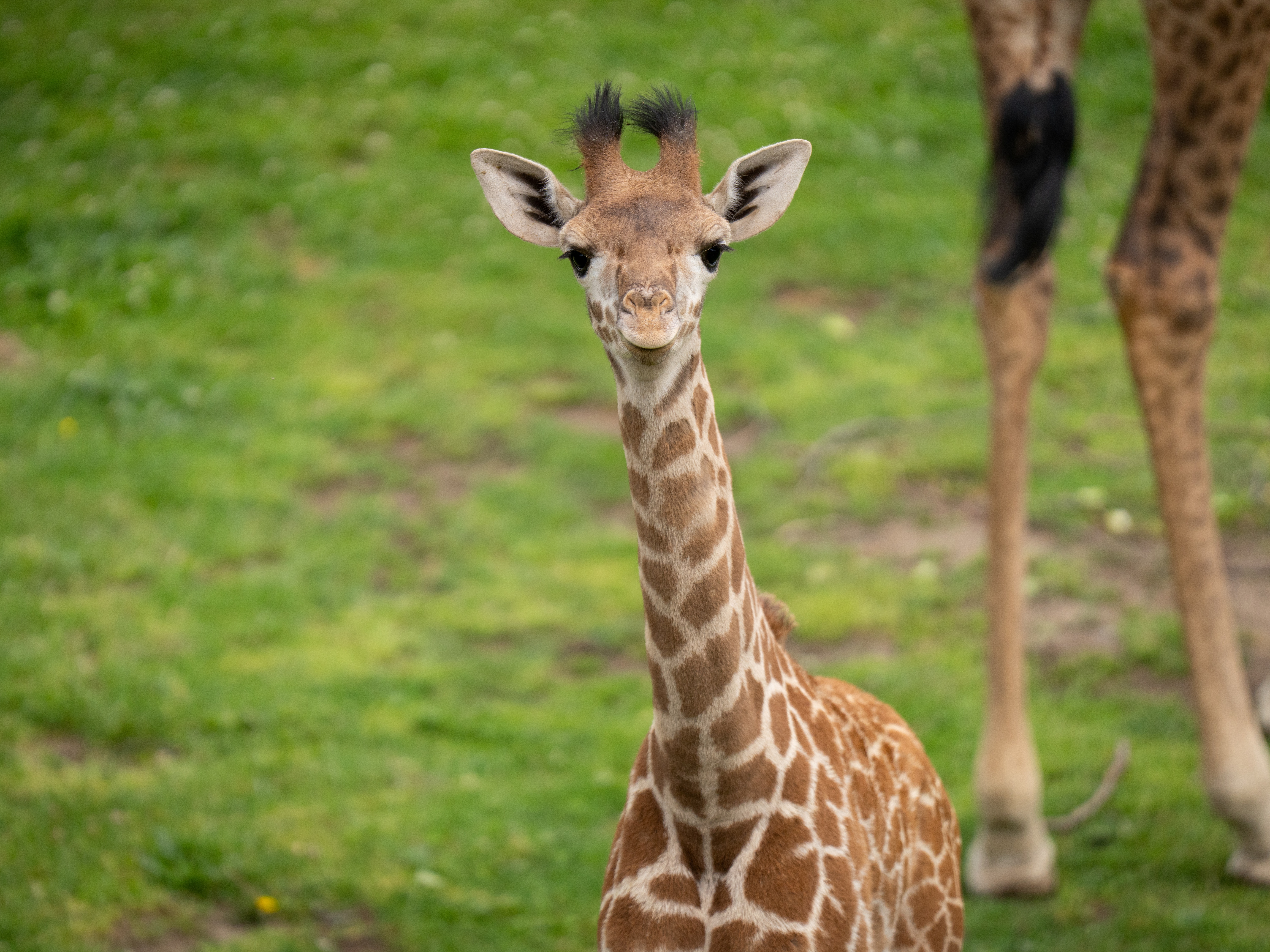 Masai giraffe calf in green setting