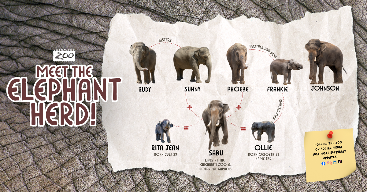 graphic showing lineage of Asian elephants at Columbus Zoo