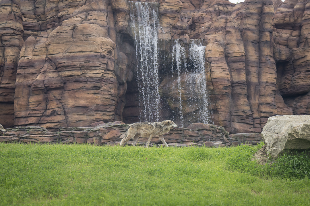 Mexican wolf