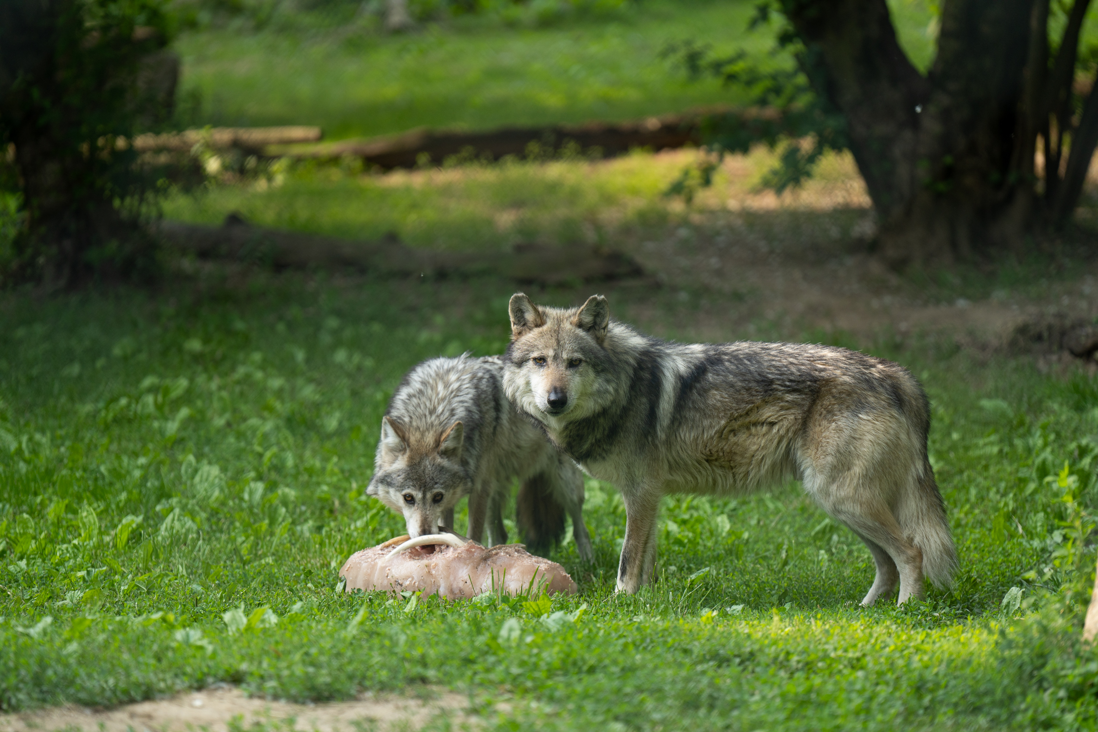 Mexican wolves at the Columbus Zoo with enrichment