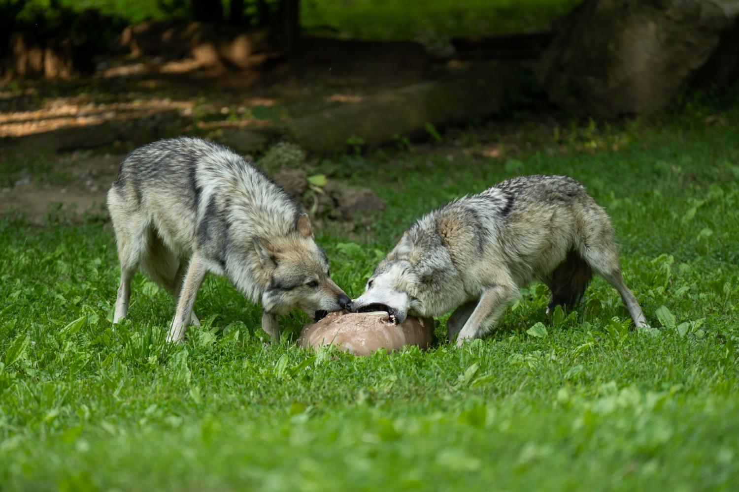 Wolves eating