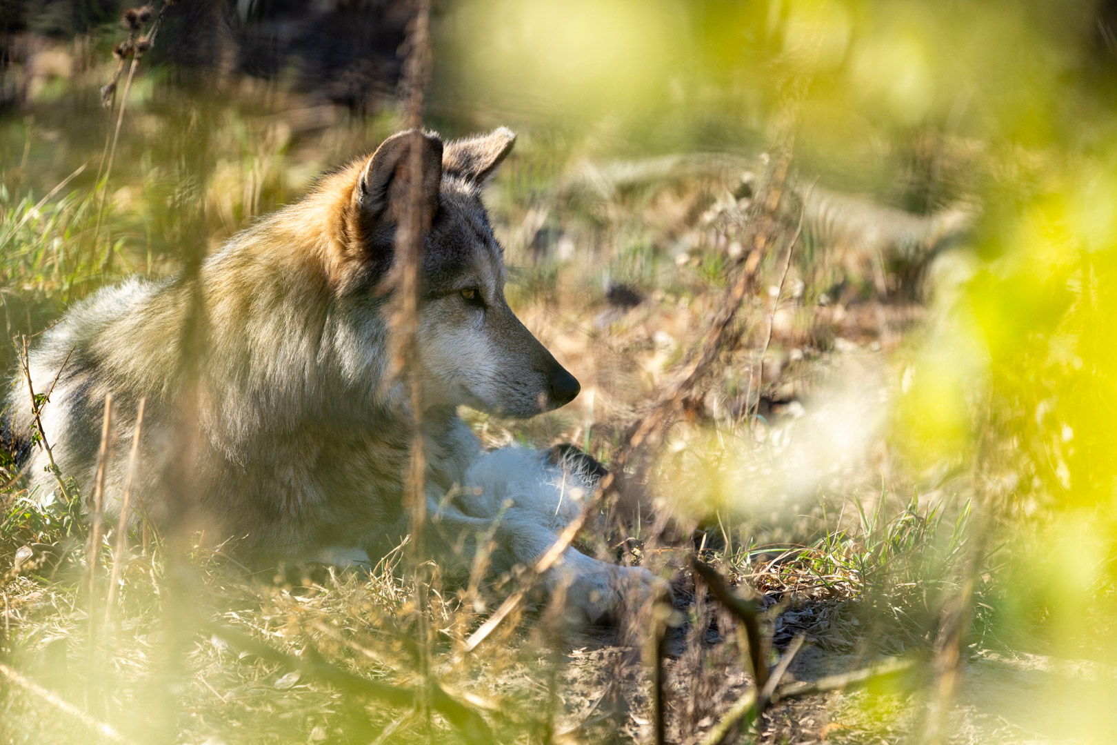 Mexican wolf