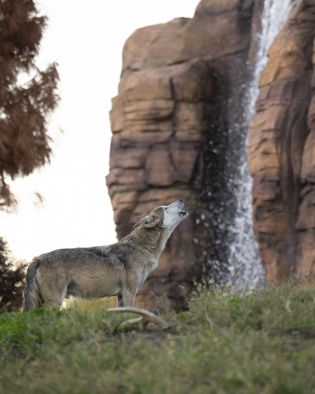 wolf howling near waterfall